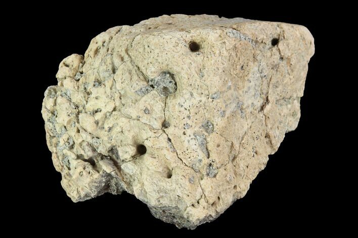 Ceratopsian Frill Shield Section - Canada #94866